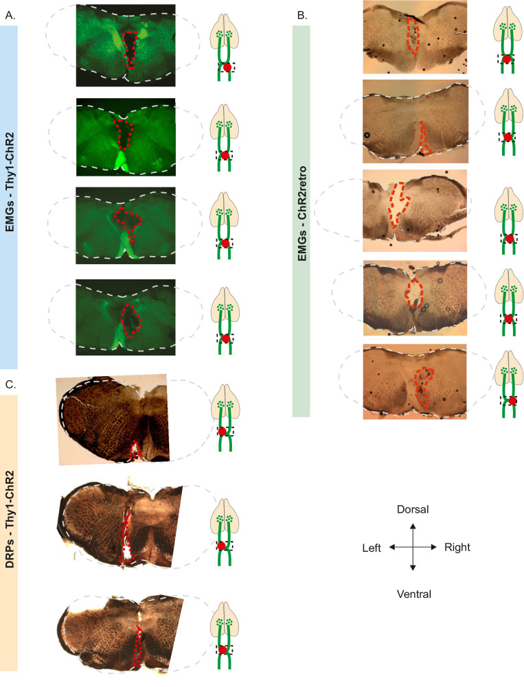 Figure 2—figure supplement 1.