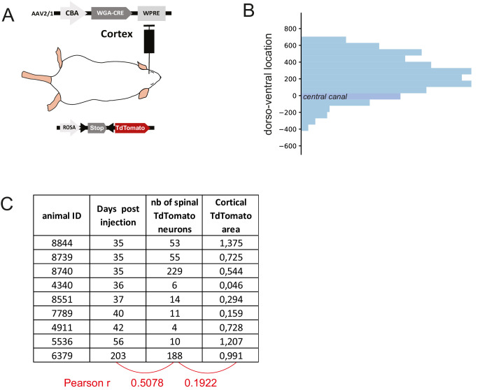 Figure 4—figure supplement 1.