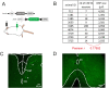 Figure 4—figure supplement 2.