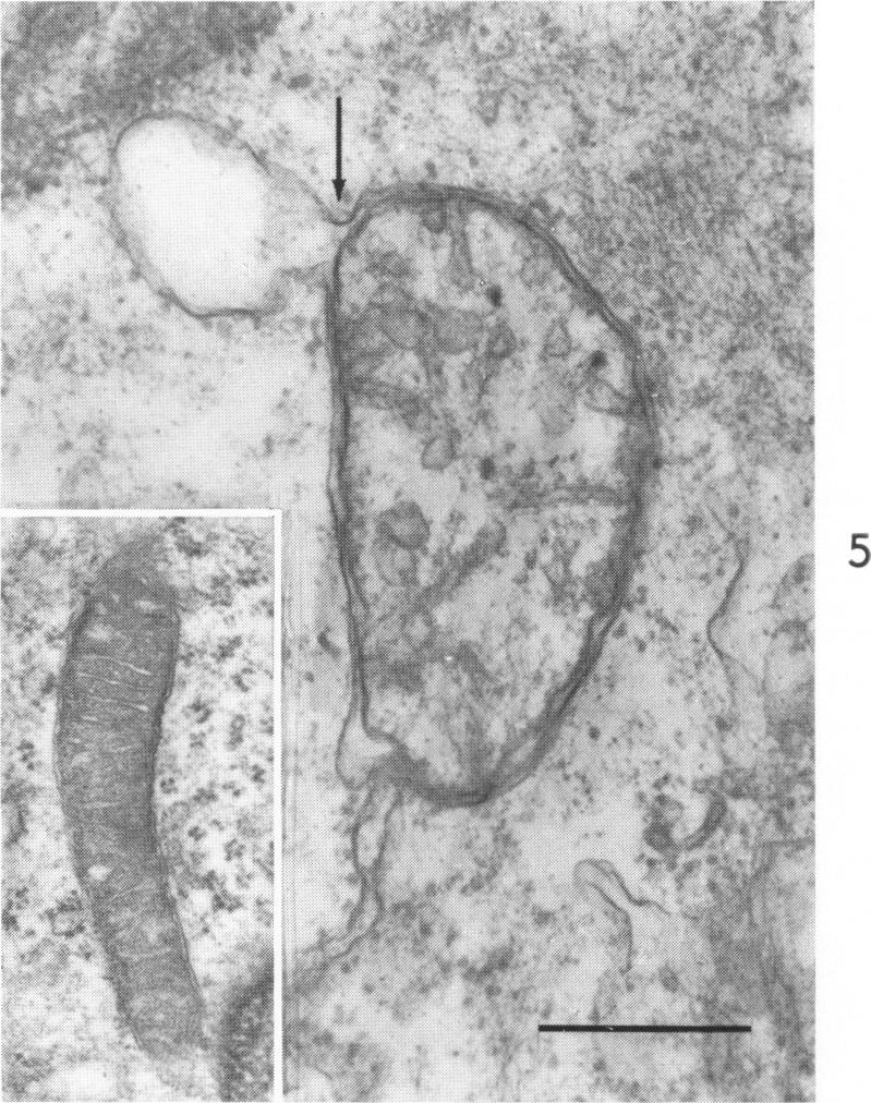 Fig. 5