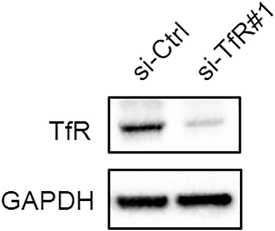 Supplementary Figure S8