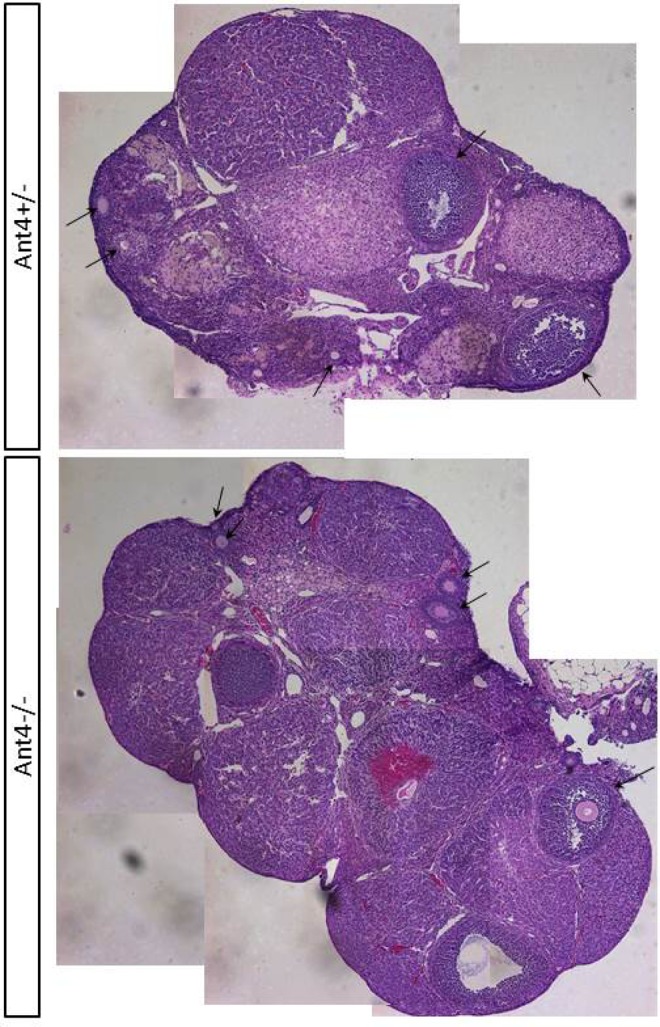 Figure 4.