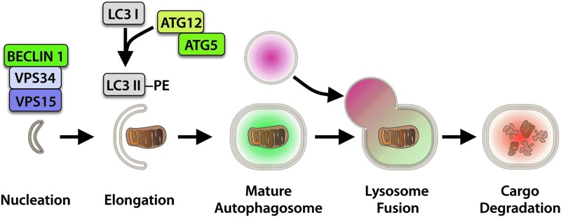 FIG. 1.