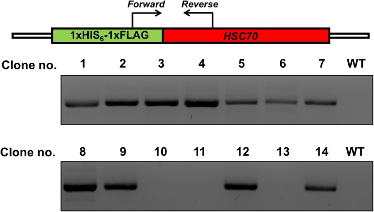 Fig. 4