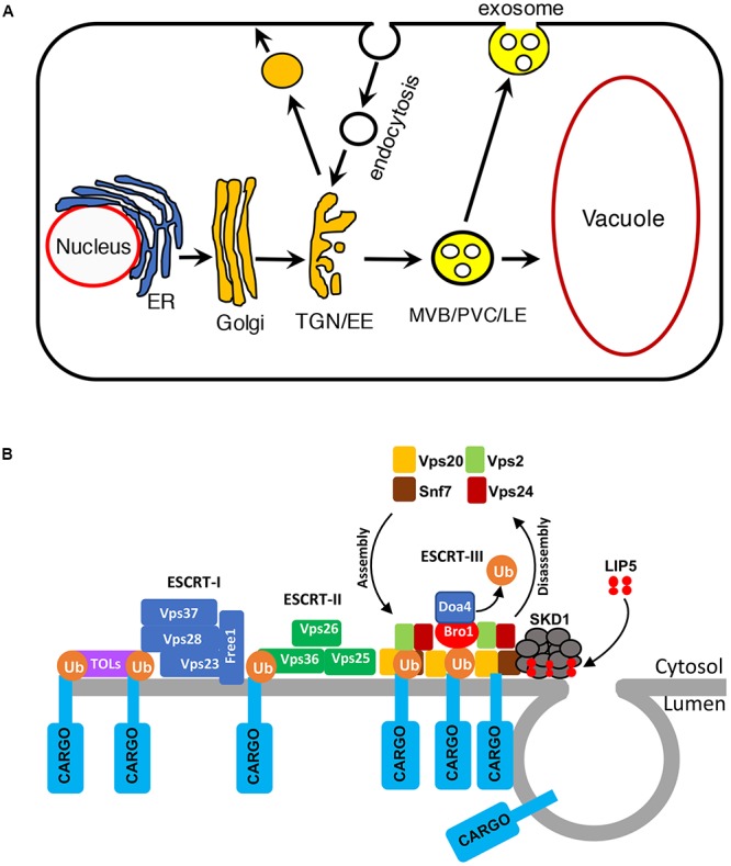 FIGURE 1