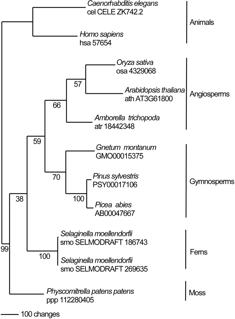 FIGURE 1