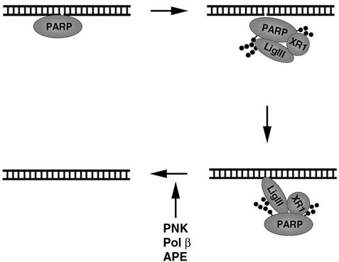 FIG. 8.