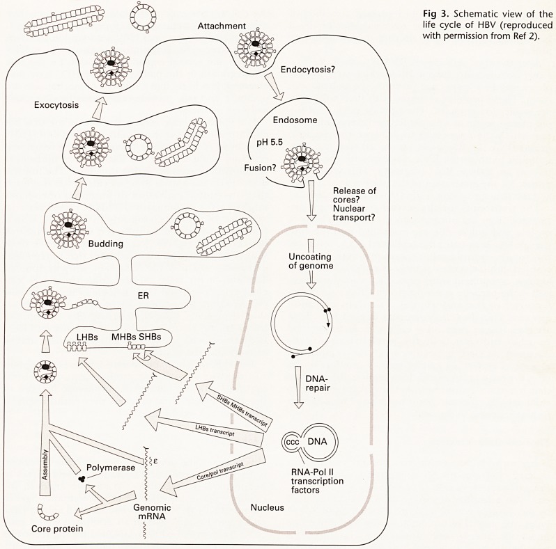 Fig 3.