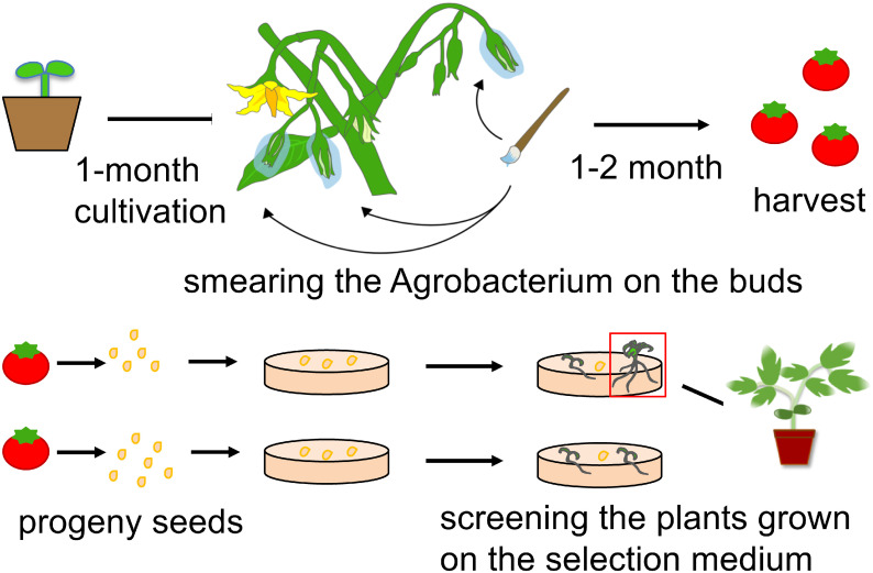 Figure 3. Schematic representation of the proposed procedure of tomato transformation. Agrobacterium tumefaciens smearing was performed on the buds of 1-month-old tomato plants after germination. Seeds were harvested from the fruits generated on the treated plants. They were sown on the selection medium containing kanamycin. Among the plants that grew well, transformants were selected.