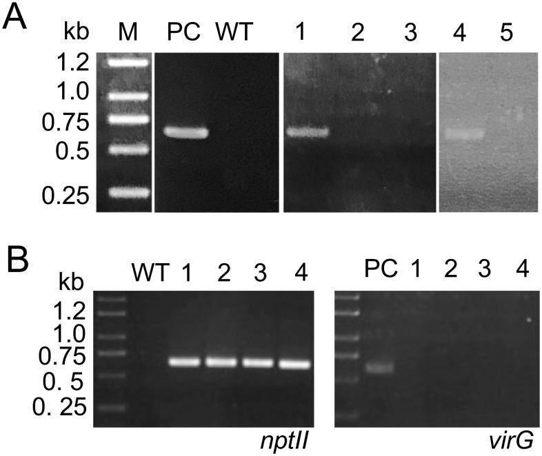 Figure 2. Detection of the transgene. (A) Detection of the nptII gene in the transformants. PC, pBI121 DNA; WT, genomic DNA of the wild-type plant; 1 to 5, genomic DNA prepared from representative progenies. 1 to 3 are derived from the progenies of OD600=0.2 #1, and 4 and 5 are derived from those of OD600=0.6 #3. A specific DNA fragment corresponding to nptII was polymerase chain reaction (PCR)-amplified from the genomic DNA using a set of primers, 5′-AATATCACGGGTAGCCAACG-3′ and 5′-GCTTGGGTGGAGAGGCTATT-3′, which was based on the plasmid pBI121 (acc. number: AF485783). (B) Evaluation of the transformants. The existence of nptII (left panel) and virG (right panel) genes was examined in the transformants. Numbers indicate the progenies derived from the buds of OD600=0.6 #3. Each number corresponds to the same individual plant. A specific fragment corresponding to virG (acc. number: X04965) was PCR-amplified using a set of primers, 5′-TCGATGACGACGTCGCTATG-3′ and 5′-CGCAGCCTCAAAATGAGAAC-3′, which was based on the Ti plasmid. PC, Agrobacterium tumefaciens DNA; WT, genomic DNA of the wild-type plant; 1 to 4, genomic DNA prepared from representative transformants.