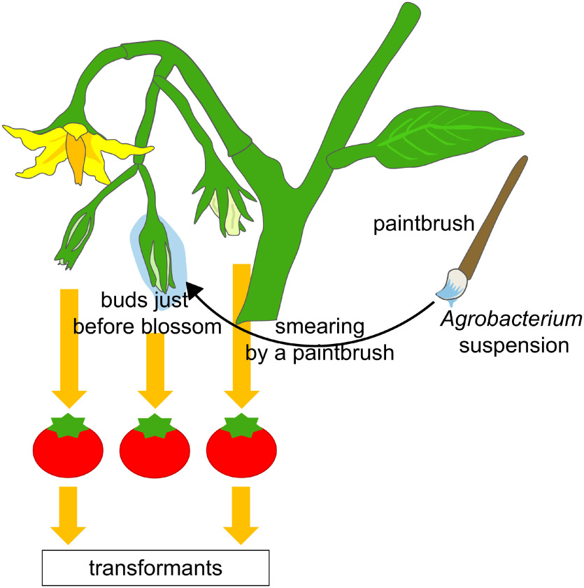 Figure 1. Schematic representation for the procedure of Agrobacterium tumefaciens smearing onto tomato buds. A suspension of A. tumefaciens cells combined with a spreading agent was smeared using a paintbrush onto the buds just before they blossomed.