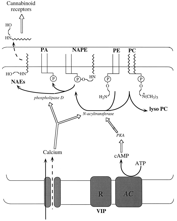 Fig. 6.