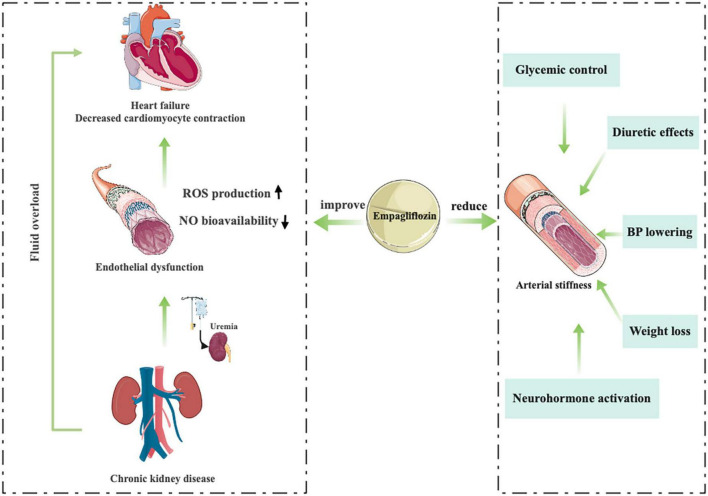 Knowledge Domain And Emerging Trends In Empagliflozin For Heart Failure ...