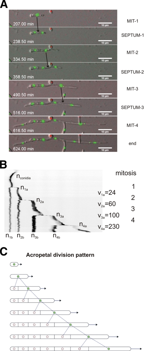 Fig. 3.