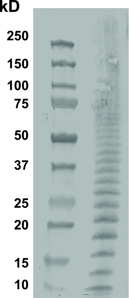 FIG. 1.