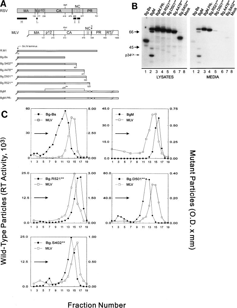 FIG. 1