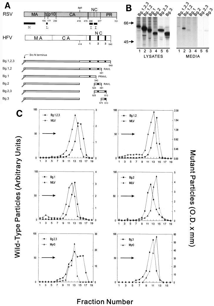 FIG. 4