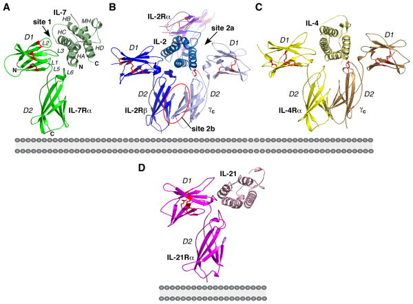 Fig. 2