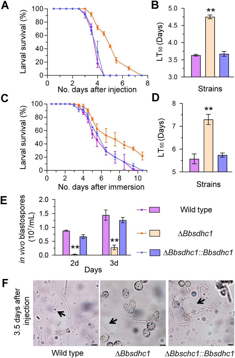 FIG 6