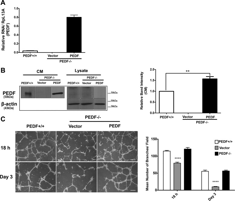 Fig. 9.