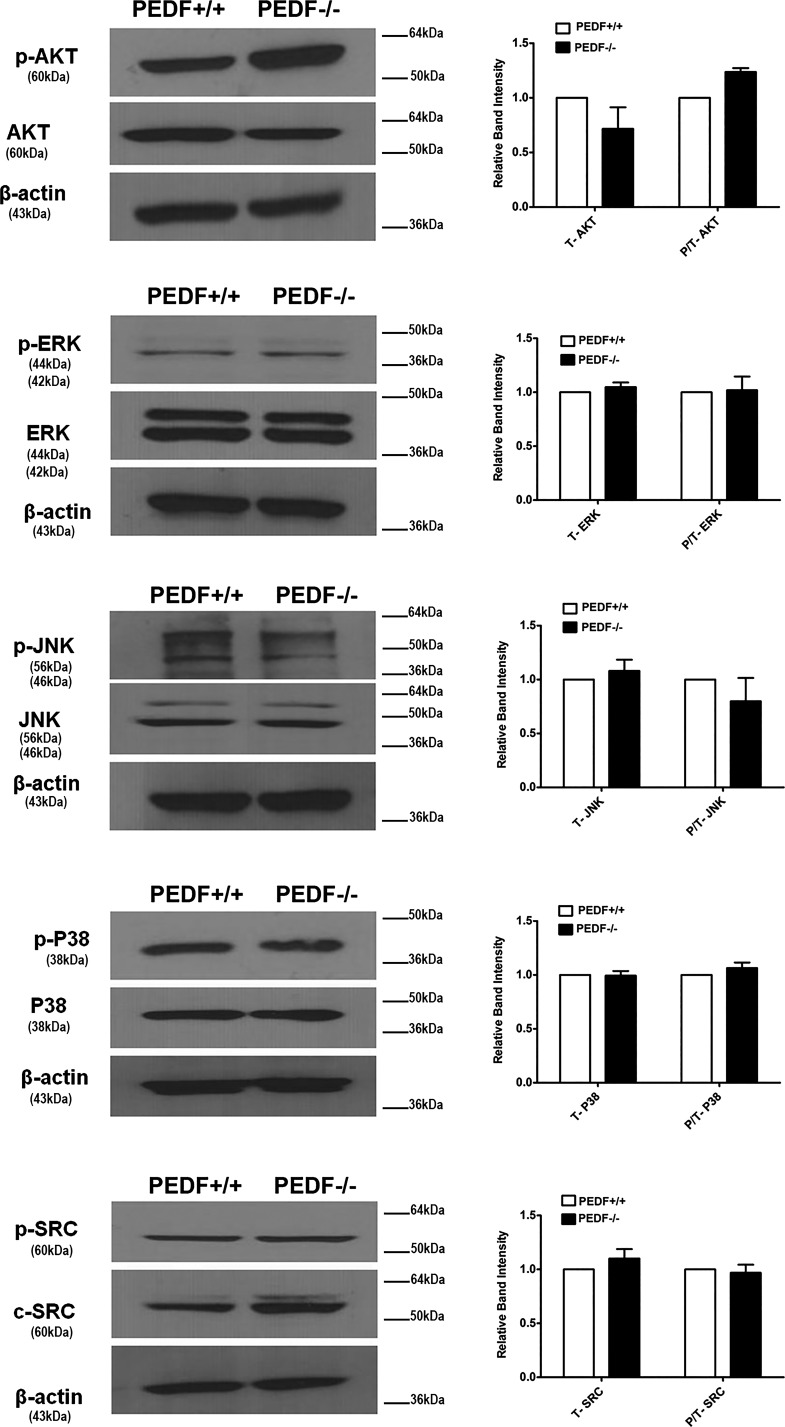 Fig. 12.