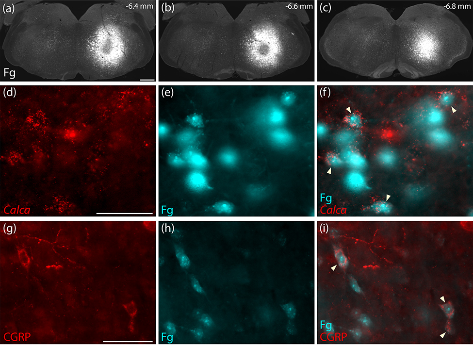 Figure 16.