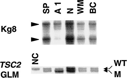 Figure  5