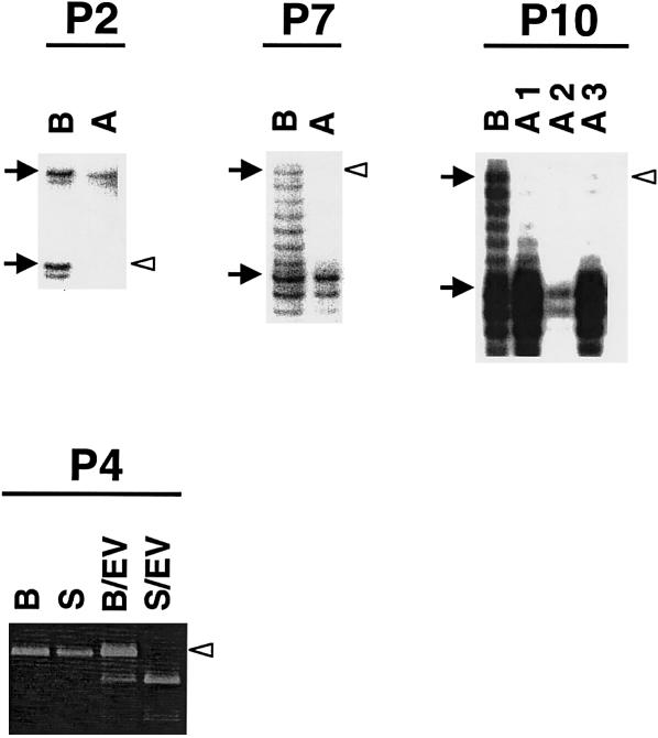 Figure  1