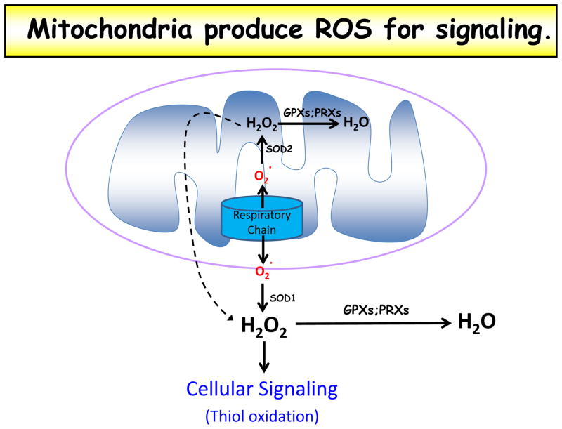 Physiological roles of mitochondrial reactive oxygen species - PMC