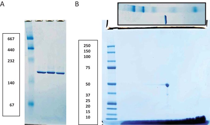 FIG 2