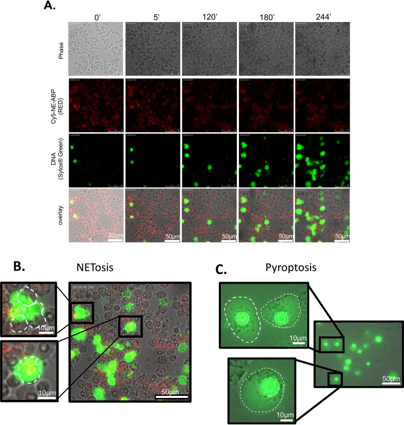 Figure 3.