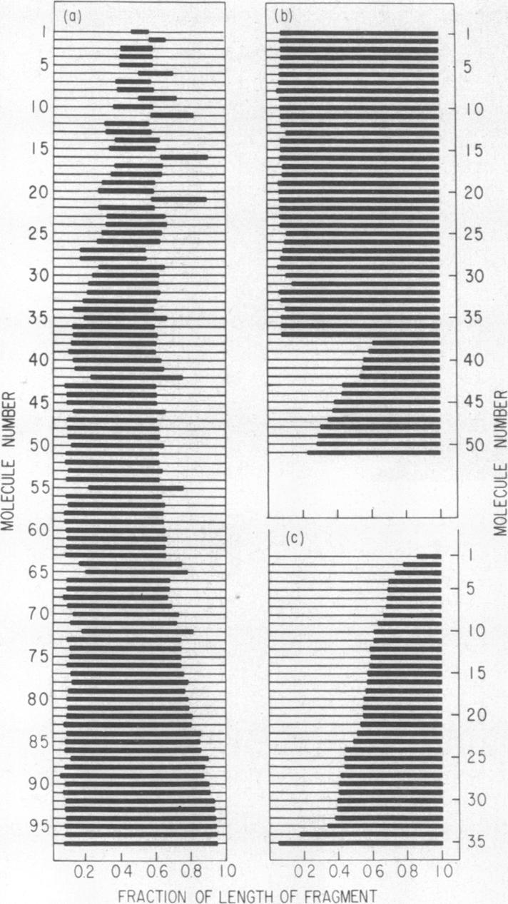 graphic file with name pnas00051-0078-a.jpg