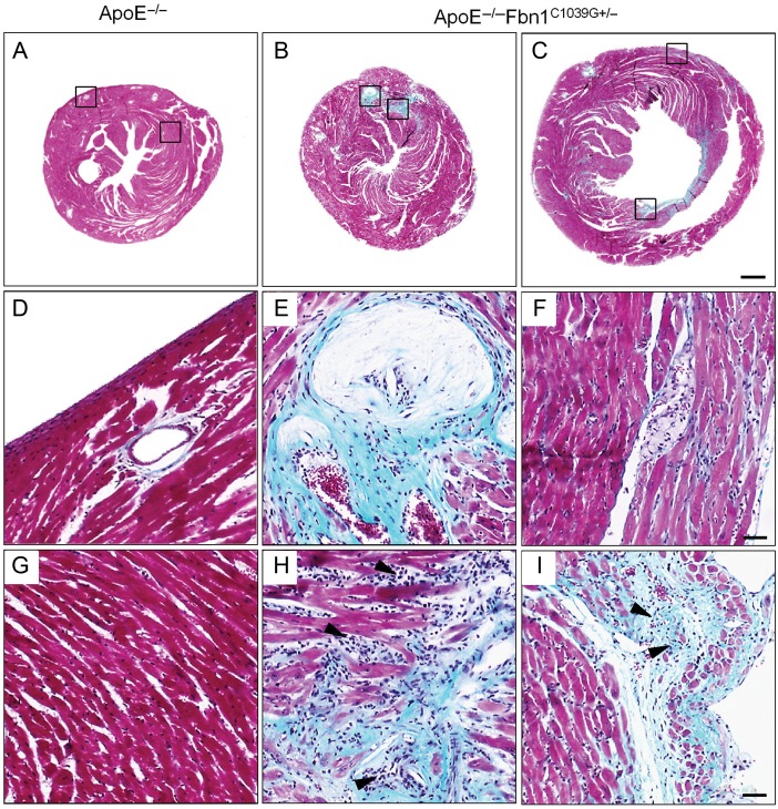 Figure 5