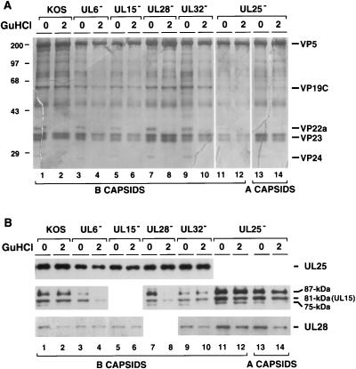 FIG. 12