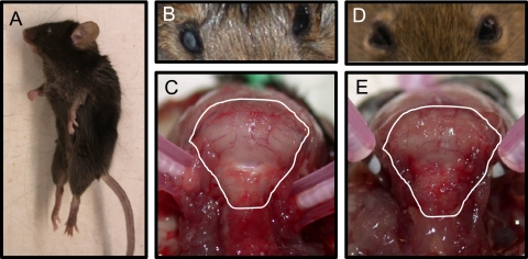 FIG. 1.