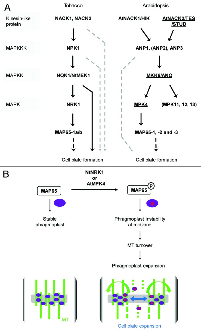 graphic file with name psb-8-e23394-g3.jpg