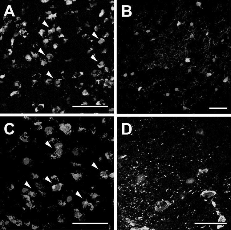 Fig. 6