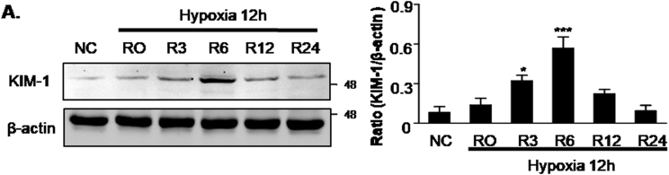 Supplementary Fig. 2