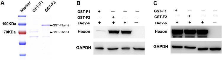 FIG 2