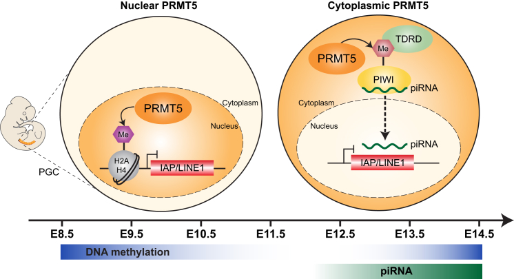 Figure 7