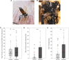 A. Bee actively releasing the sting alarm pheromone.