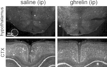 Supplemental Figure 3