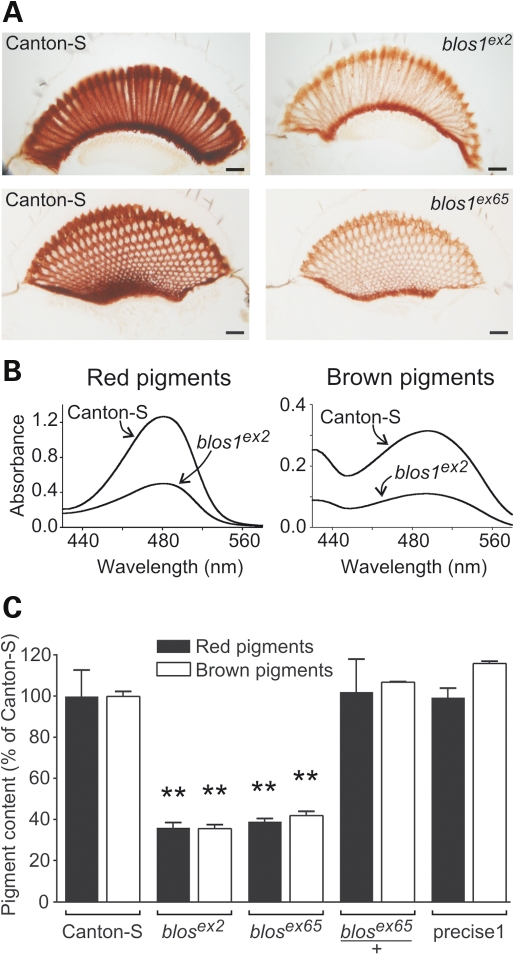 Figure 2.