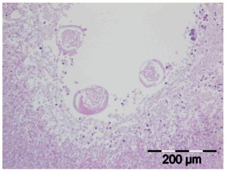 Figure 4c