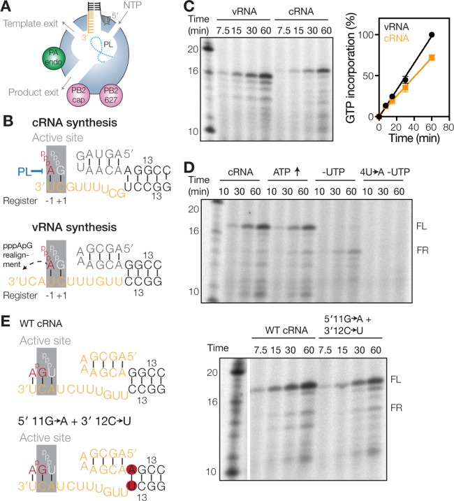 FIG 1