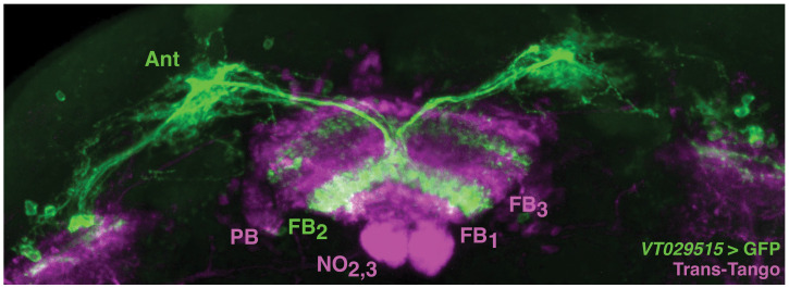 Figure 5—figure supplement 1.