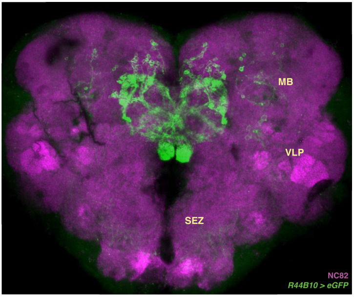 Figure 6—figure supplement 1.