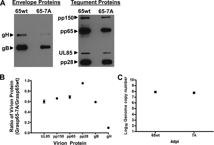 FIG 11 