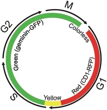 Carrageenan delays cell cycle progression in human cancer cells in ...