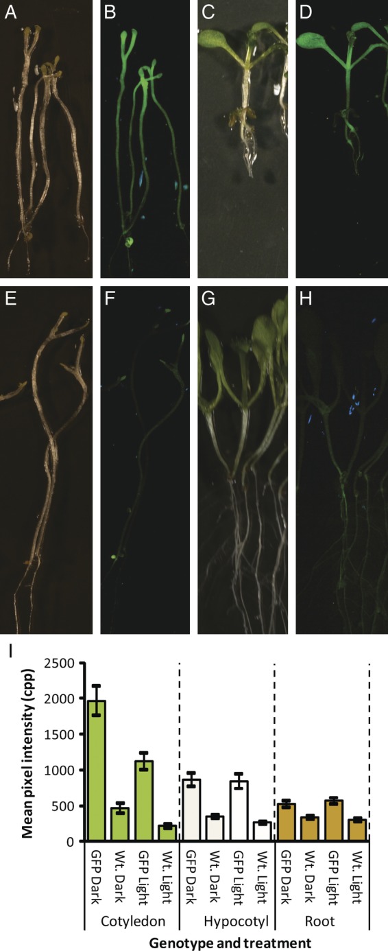 Fig. 12